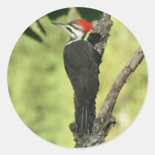 Etiquetas do pica-pau de Pileated