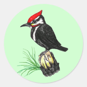 Etiquetas do pica-pau de Pileated do bebê