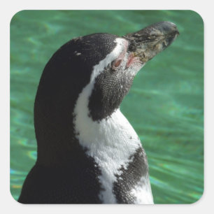 Etiquetas do pinguim