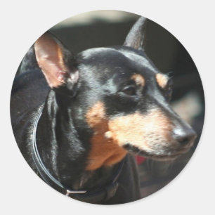 Etiquetas do Pinscher diminuto