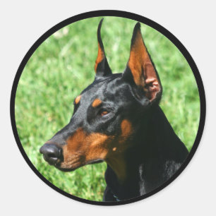 etiquetas do pinscher do doberman