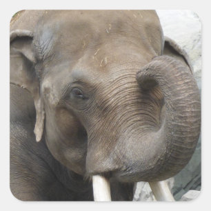 Etiquetas do tronco do elefante