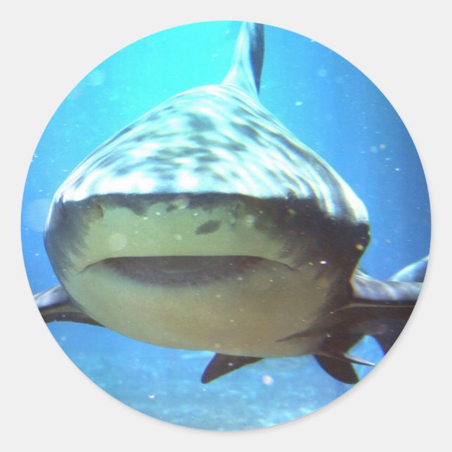 Etiquetas do tubarão (Frente)