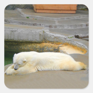 Etiquetas do urso polar