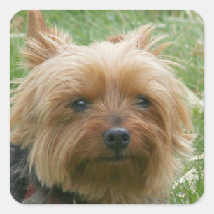 Etiquetas do yorkshire terrier