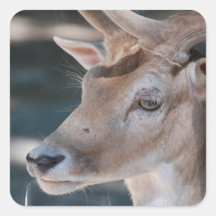 Etiquetas dos cervos de Fallow