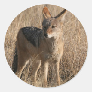 Etiquetas dos chacais do bebê