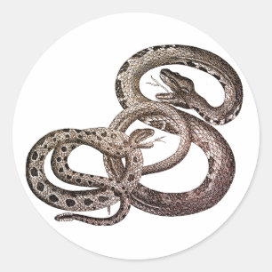 Etiquetas dos cobras