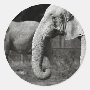 Etiquetas dos elefantes asiáticos