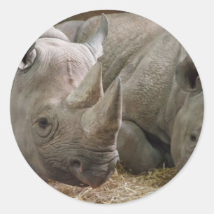 Etiquetas dos Rhinos do sono