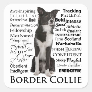 Etiquetas dos traços de border collie