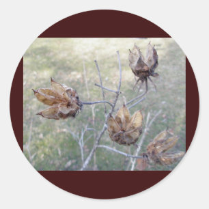 Etiquetas dos vagens da semente do hibiscus