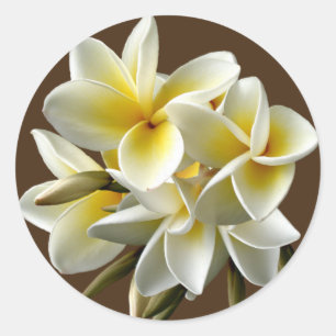 Etiquetas florais do Plumeria havaiano branco
