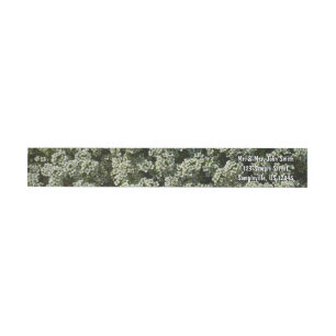 Etiquetas Flores de Alyssum Doce Floral Branco
