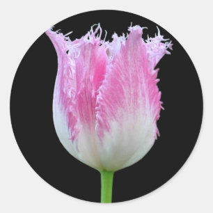 Etiquetas franjadas rosa da tulipa