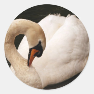 Etiquetas graciosas da cisne
