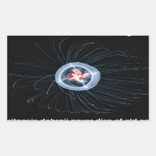 Etiquetas imortais do retângulo das medusa