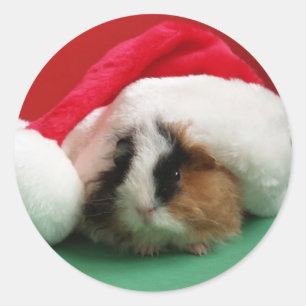 Etiquetas legal da cobaia do Natal