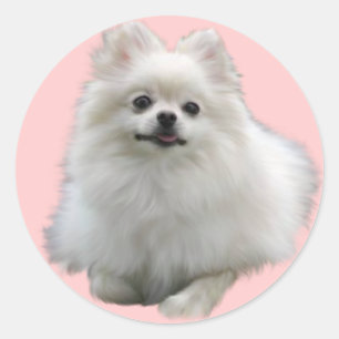 Etiquetas Lrg do cão