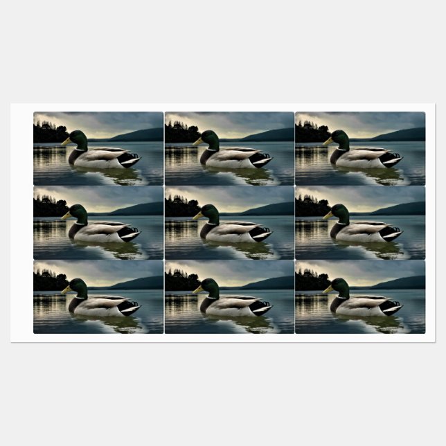 Etiquetas Mallard Duck No Lago (Folha)
