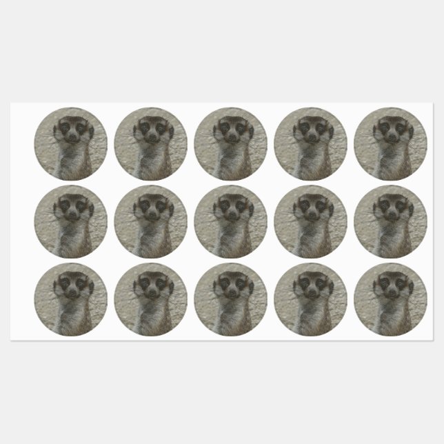 Etiquetas meerkat metálico (Folha)