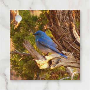 Etiquetas Para Lembrancinhas Mountain Bluebird no Parque Nacional de Arches