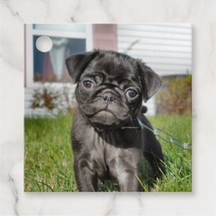 Etiquetas Para Lembrancinhas Vinheta quadrada bLACK PUG
