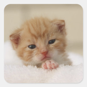 Etiquetas pequenas doces preciosas do gatinho