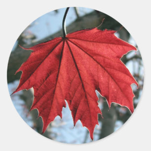 Etiquetas redondas da folha de bordo canadense