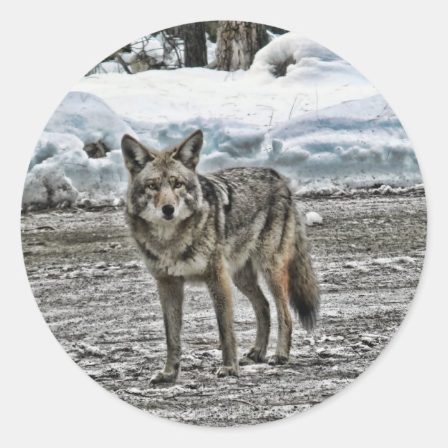 Etiquetas selvagens (Frente)