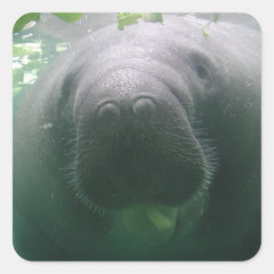 Etiquetas superficiais do quadrado do peixe-boi