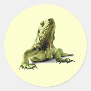 Etiquetas verdes da iguana