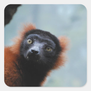 Etiquetas vermelhas do Lemur de Ruffed