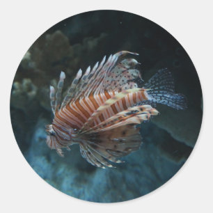 Etiquetas vermelhas do Lionfish