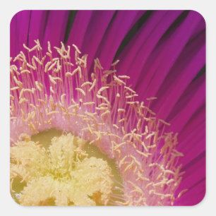 Etiquetas vibrantes da flor