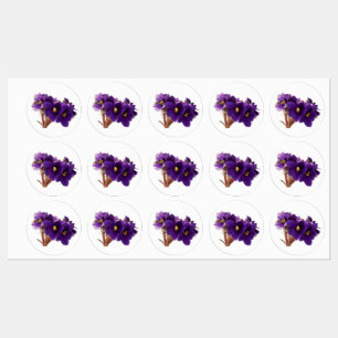 Etiquetas Violeta africana
