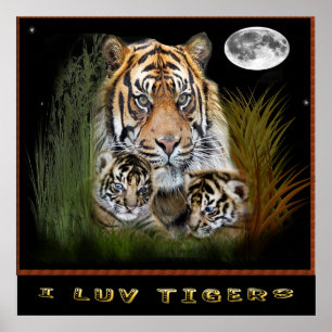 Eu adoro posters de tigres