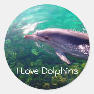 Eu amo a etiqueta de Dophins