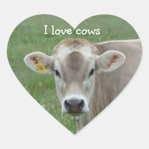 Eu amo a etiqueta do coração das vacas