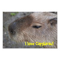 Eu amo Capivaras! Ampliação de Foto