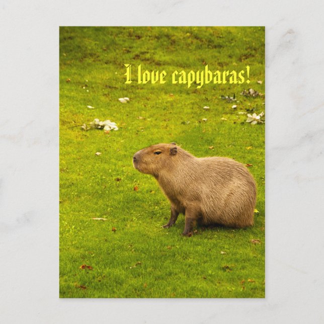 Eu amo capivaras Cartão postal (Frente)