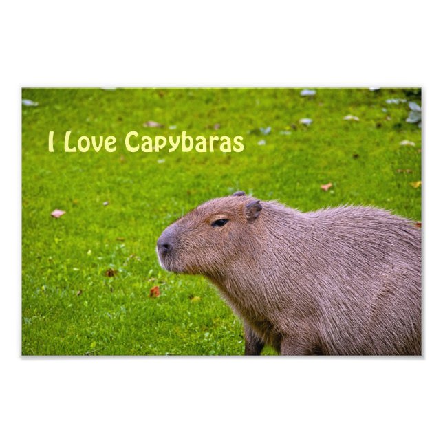 Eu Amo Capybaras Foto Alargamento (Frente)