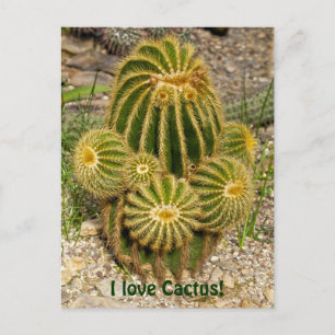 Eu amo cartão postal de Cactus