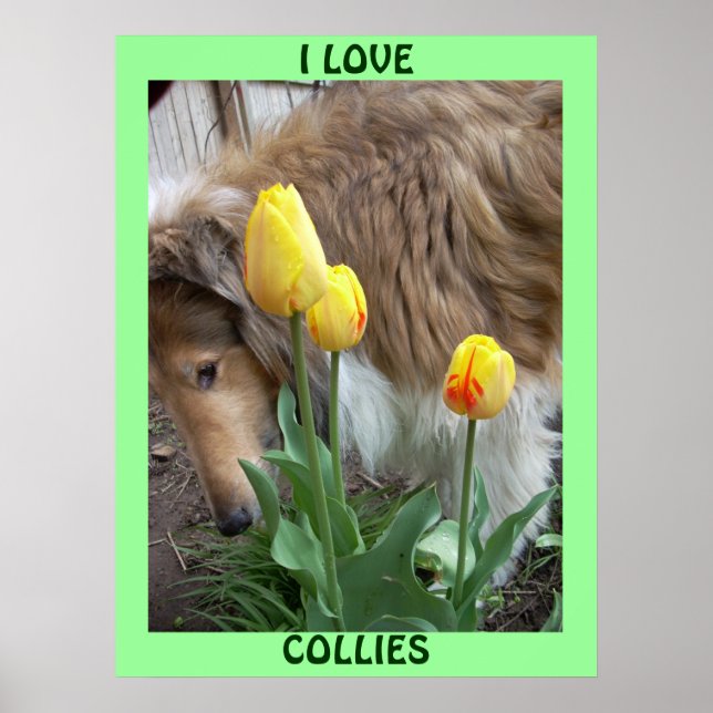 EU AMO COLLIES POSTER (Frente)