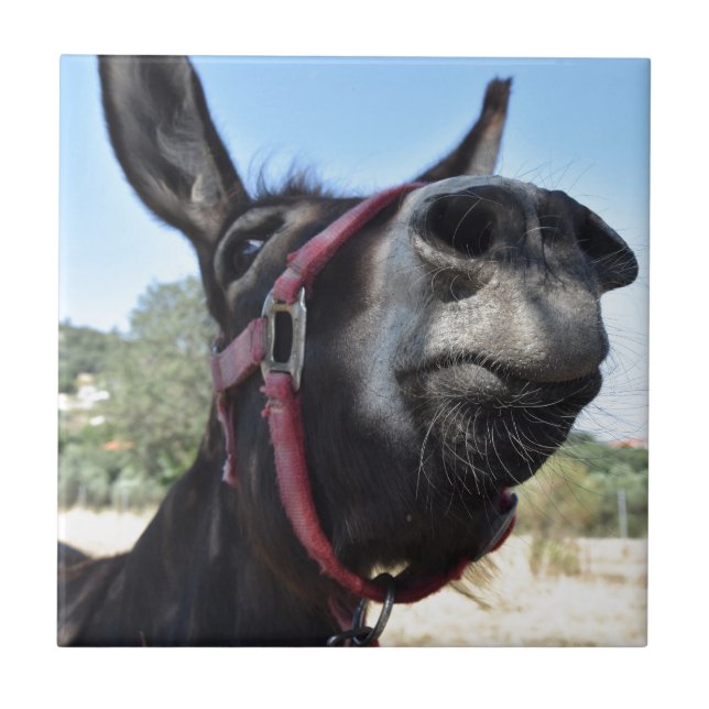 Eu Amo Donkeys! (Frente)
