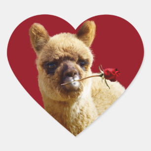 Eu amo etiquetas do coração das alpacas para