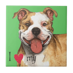 Eu amo meu pitbull Terrier