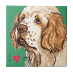 Eu amo meu Spaniel de Clumber