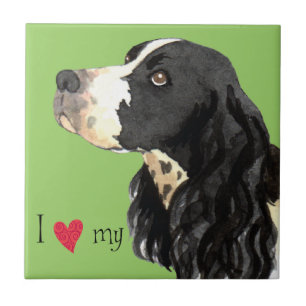 Eu amo meu Spaniel de Springer inglês
