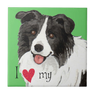 Eu amo minha fronteira Collie
